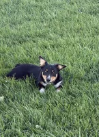 Boone, a male Australian Shepherd and Pembroke Welsh Corgi for sale in Union City, OH – 5 of 5