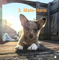 Hank, a male Australian Shepherd and Pembroke Welsh Corgi for sale in Union City, OH – 2 of 9
