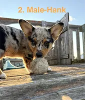 Hank, a male Australian Shepherd and Pembroke Welsh Corgi for sale in Union City, OH – 4 of 9