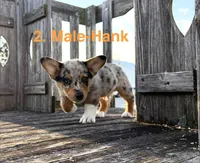Hank, a male Australian Shepherd and Pembroke Welsh Corgi for sale in Union City, OH – 5 of 9