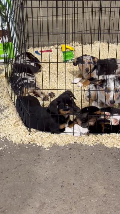 Hank, a male Australian Shepherd and Pembroke Welsh Corgi for sale in Union City, OH – 8 of 9