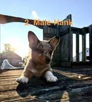 Hank, a male Australian Shepherd and Pembroke Welsh Corgi for sale in Union City, OH – 3 of 9