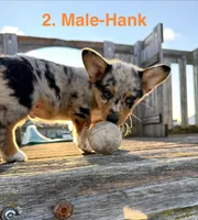 Hank, a male Australian Shepherd and Pembroke Welsh Corgi for sale in Union City, OH – 7 of 9