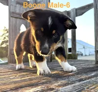Boone, a male Australian Shepherd and Pembroke Welsh Corgi for sale in Union City, OH – 2 of 2