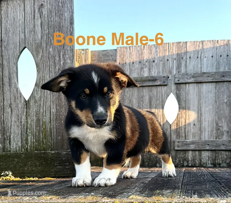 Boone – Australian Shepherd, Pembroke Welsh Corgi puppy for sale in Union City, OH