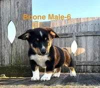 Boone, a male Australian Shepherd and Pembroke Welsh Corgi for sale in Union City, OH – 1 of 2