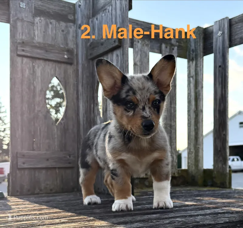Hank – Australian Shepherd, Pembroke Welsh Corgi puppy for sale in Union City, OH
