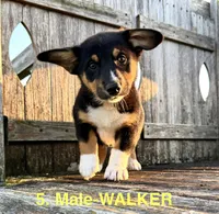 Walker, a male Australian Shepherd and Pembroke Welsh Corgi for sale in Union City, OH – 2 of 6