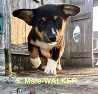 Walker, a male Australian Shepherd and Pembroke Welsh Corgi for sale in Union City, OH – 4 of 6