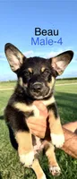 Beau, a male Australian Shepherd and Pembroke Welsh Corgi for sale in Union City, OH – 2 of 2