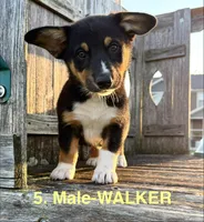Walker, a male Australian Shepherd and Pembroke Welsh Corgi for sale in Union City, OH – 5 of 6
