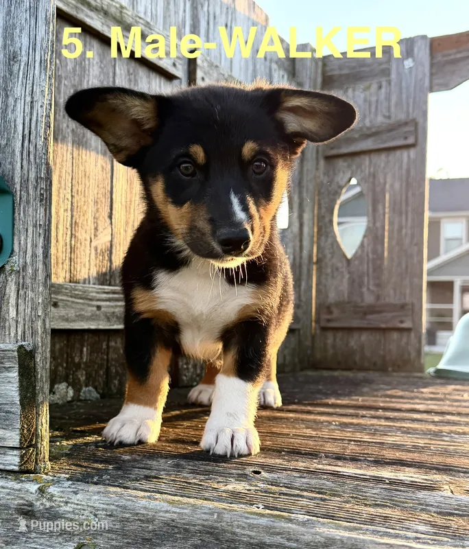 Walker – Australian Shepherd, Pembroke Welsh Corgi puppy for sale in Union City, OH