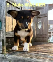 Walker, a male Australian Shepherd and Pembroke Welsh Corgi for sale in Union City, OH – 1 of 6