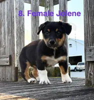Joleen, a female Australian Shepherd and Pembroke Welsh Corgi for sale in Union City, OH – 2 of 2