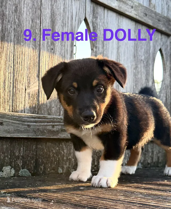 Dolly – Australian Shepherd, Pembroke Welsh Corgi puppy for sale in Union City, OH