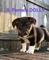 Dolly, a female Australian Shepherd and Pembroke Welsh Corgi for sale in Union City, OH – 1 of 2