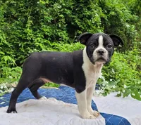 Fanta , a male Boston Terrier and Frenchton for sale in Clearville, PA – 3 of 8