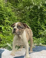 Mr. Pibb, a male Boston Terrier and Frenchton for sale in Clearville, PA – 6 of 10