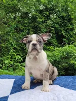 Dr.Pepper, a male Boston Terrier and Frenchton for sale in Clearville, PA – 1 of 9