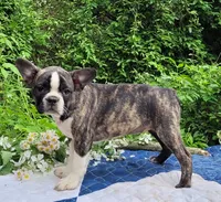 Poppi, a female Boston Terrier and Frenchton for sale in Clearville, PA – 7 of 10