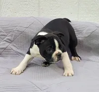Fanta , a male Frenchton for sale in Clearville, PA – 2 of 3