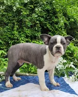 Oli Pop, a female Boston Terrier and Frenchton for sale in Clearville, PA – 4 of 9