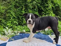 Fanta , a male Boston Terrier and Frenchton for sale in Clearville, PA – 2 of 8