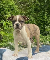 Mr. Pibb, a male Boston Terrier and Frenchton for sale in Clearville, PA – 3 of 10