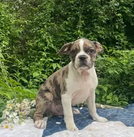 Mr. Pibb, a male Boston Terrier and Frenchton for sale in Clearville, PA – 7 of 10