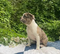 Mr. Pibb, a male Boston Terrier and Frenchton for sale in Clearville, PA – 4 of 10