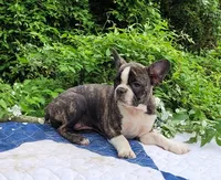 Poppi, a female Boston Terrier and Frenchton for sale in Clearville, PA – 3 of 10