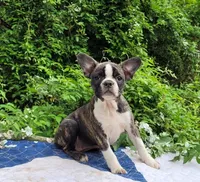 Poppi, a female Boston Terrier and Frenchton for sale in Clearville, PA – 2 of 10
