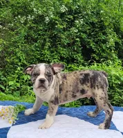 Dr.Pepper, a male Boston Terrier and Frenchton for sale in Clearville, PA – 2 of 9