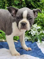 Oli Pop, a female Boston Terrier and Frenchton for sale in Clearville, PA – 2 of 9