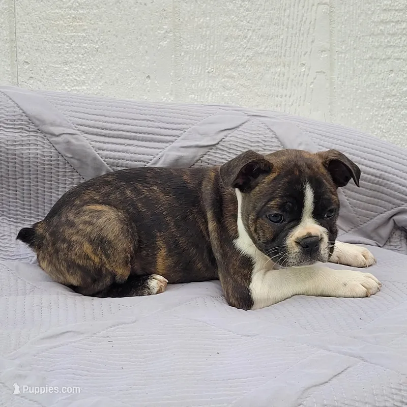 Pepsi – Frenchton puppy for sale in Clearville, PA