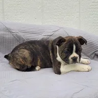 Pepsi, a male Frenchton for sale in Clearville, PA – 1 of 3