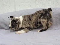Dr.Pepper, a male Frenchton for sale in Clearville, PA – 2 of 4