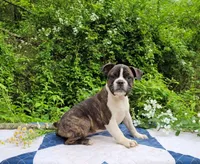 Pepsi, a male Boston Terrier and Frenchton for sale in Clearville, PA – 3 of 8