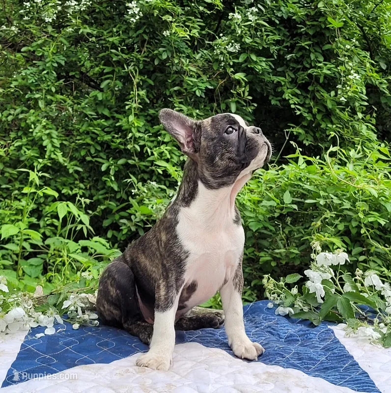 Poppi – Boston Terrier, Frenchton puppy for sale in Clearville, PA