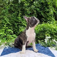 Poppi, a female Boston Terrier and Frenchton for sale in Clearville, PA – 1 of 10