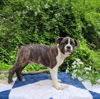 Pepsi, a male Boston Terrier and Frenchton for sale in Clearville, PA – 1 of 8