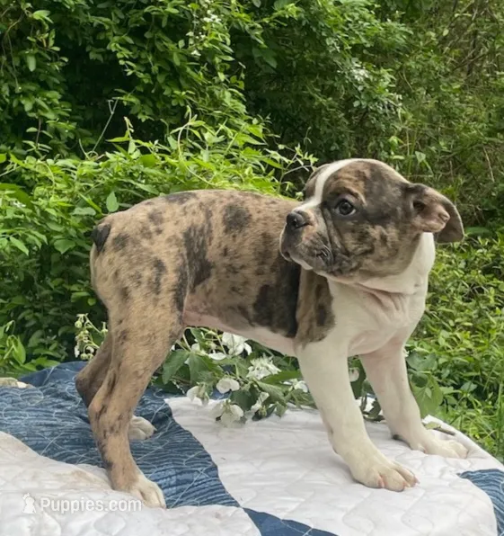 Mr. Pibb – Boston Terrier, Frenchton puppy for sale in Clearville, PA