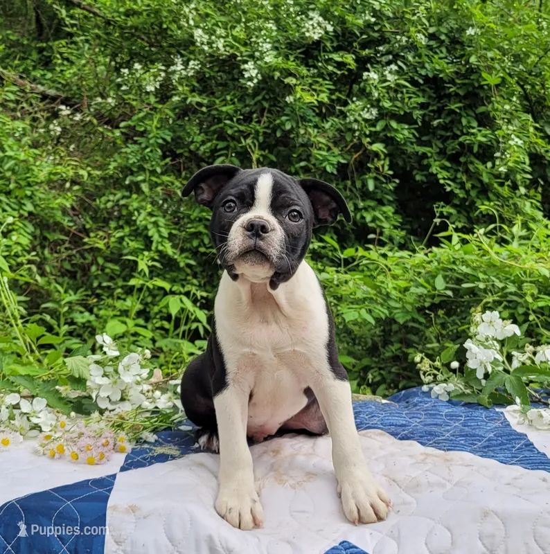 Fanta  – Boston Terrier, Frenchton puppy for sale in Clearville, PA
