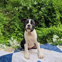 Fanta , a male Boston Terrier and Frenchton for sale in Clearville, PA – 1 of 8