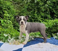Oli Pop, a female Boston Terrier and Frenchton for sale in Clearville, PA – 5 of 9