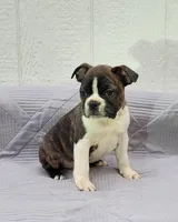 Pepsi, a male Frenchton for sale in Clearville, PA – 2 of 3