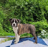 Pepsi, a male Boston Terrier and Frenchton for sale in Clearville, PA – 2 of 8
