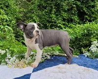 Oli Pop, a female Boston Terrier and Frenchton for sale in Clearville, PA – 3 of 9
