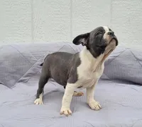 Oli Pop, a female Frenchton for sale in Clearville, PA – 2 of 3