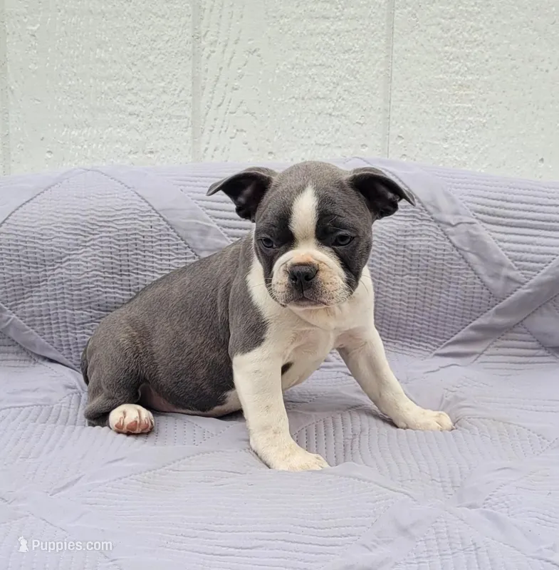 Oli Pop – Frenchton puppy for sale in Clearville, PA